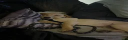 Labrador Retriever dogs for adoption: Yellow Labrador retriever  - Advert 7