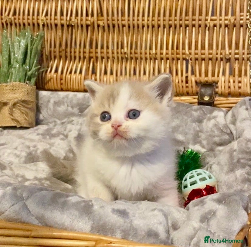 Scottish Fold cats 🧸😻CHAMPION LINE TICA ACTIVE SCOTTISH/BSH😻🧸 - Advert 3