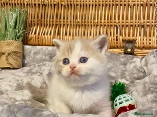 Scottish Fold cats 🧸😻CHAMPION LINE TICA ACTIVE SCOTTISH/BSH😻🧸 - Advert 3