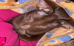 Oriental cats for sale: GCCF Oriental Shorthair Neutered Female For Sale - Image 15