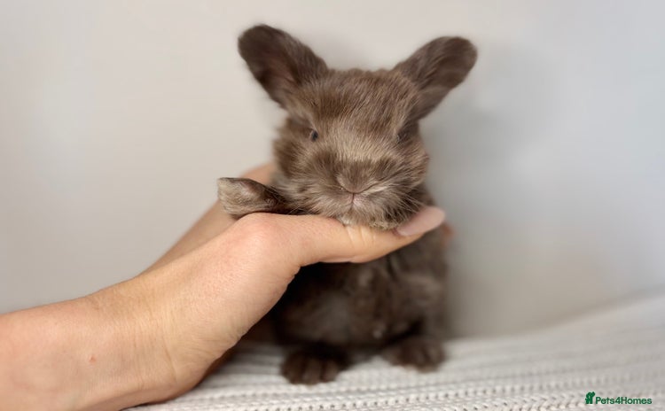 Angora rabbits - Advert 14