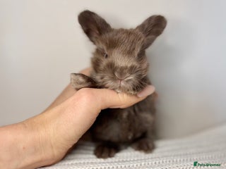 Angora rabbits - Advert 1