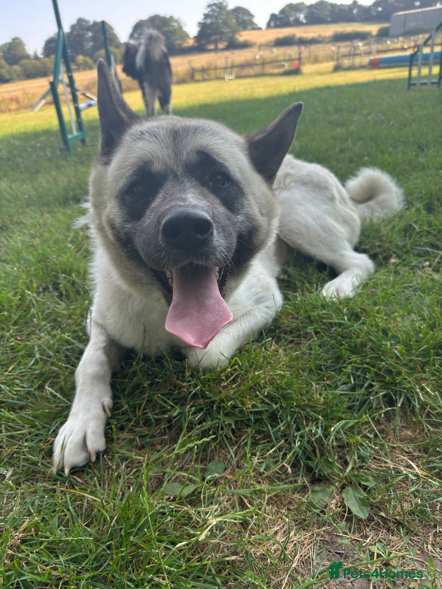 Akita dogs Beautiful Sweet American Akita Female - Advert 11