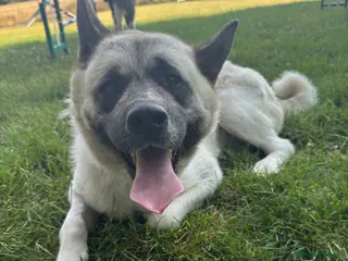Akita dogs Beautiful Sweet American Akita Female - Advert 1