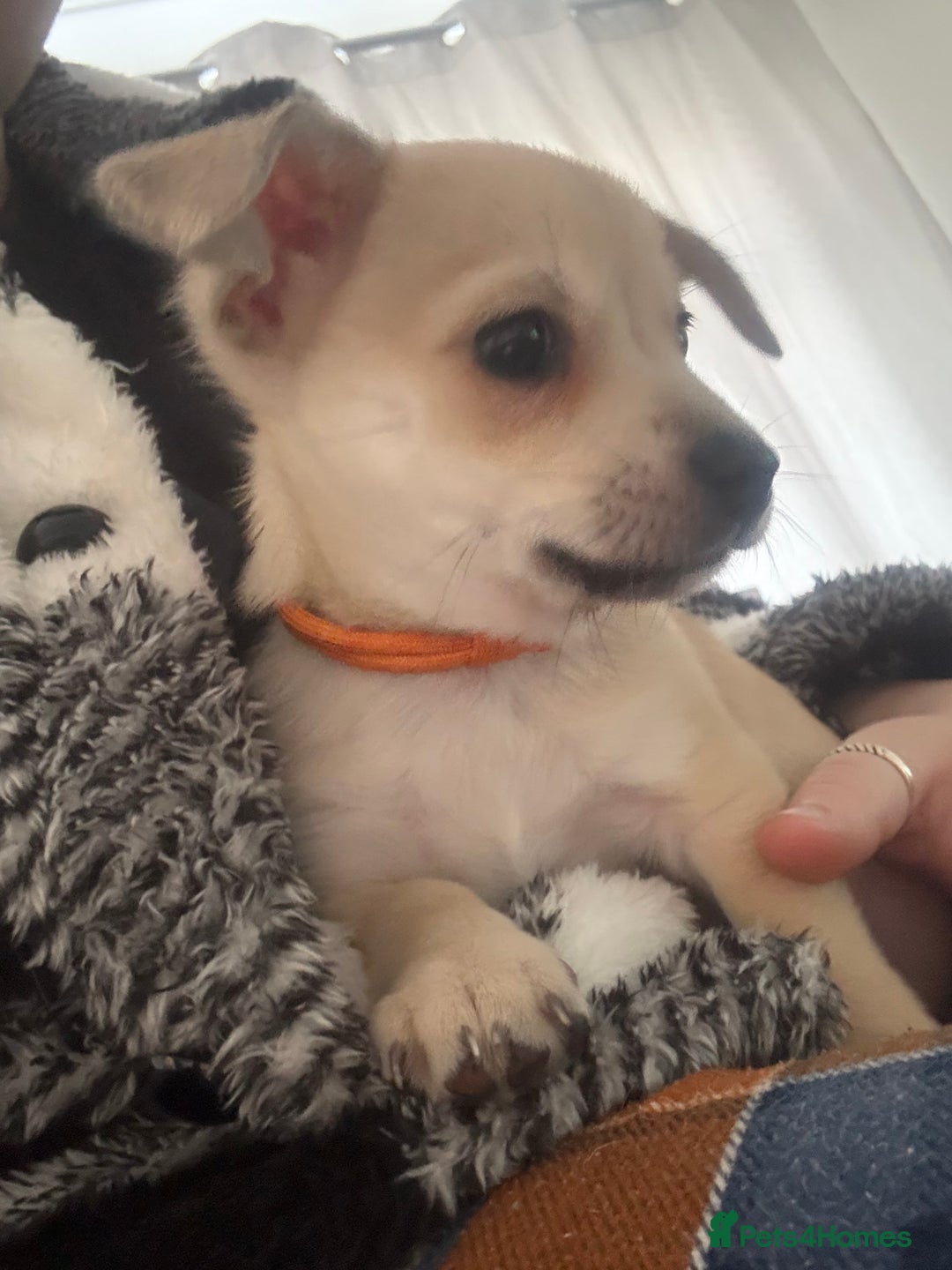 Chihuahua dogs for sale: Only 2 left! Chihuahua x Dachshund Puppies - Advert 11