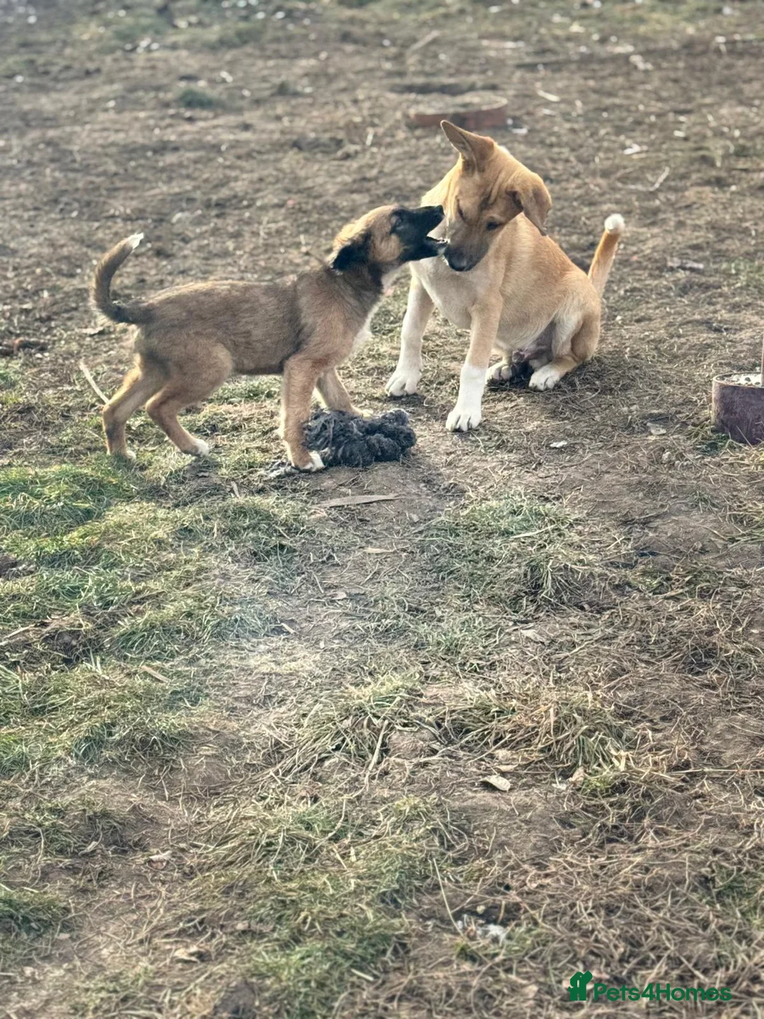 Mixed Breed dogs for adoption: JERRY – a Golden-Hearted Boy with a Playful Spirit - Advert 14