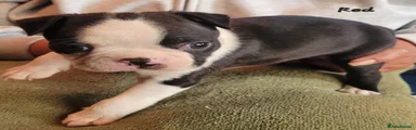 Boston Terrier Red collar