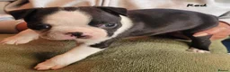 Boston Terrier dogs for sale: Beautiful Boston Babies looking for forever family - Advert 24