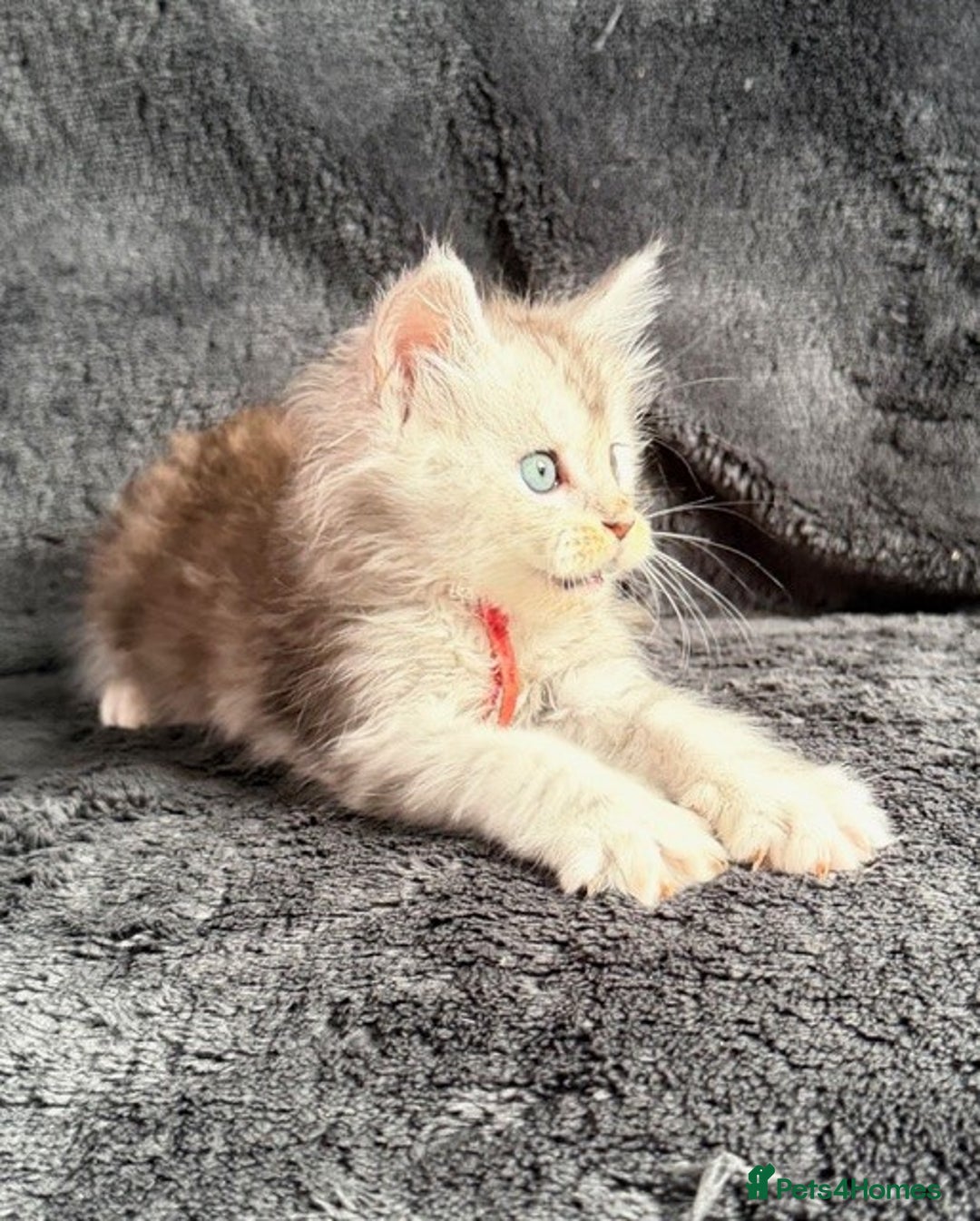 Maine Coon cats for sale: 🐾 TICA-Registered Maine Coon Kittens🐾 - Advert 16