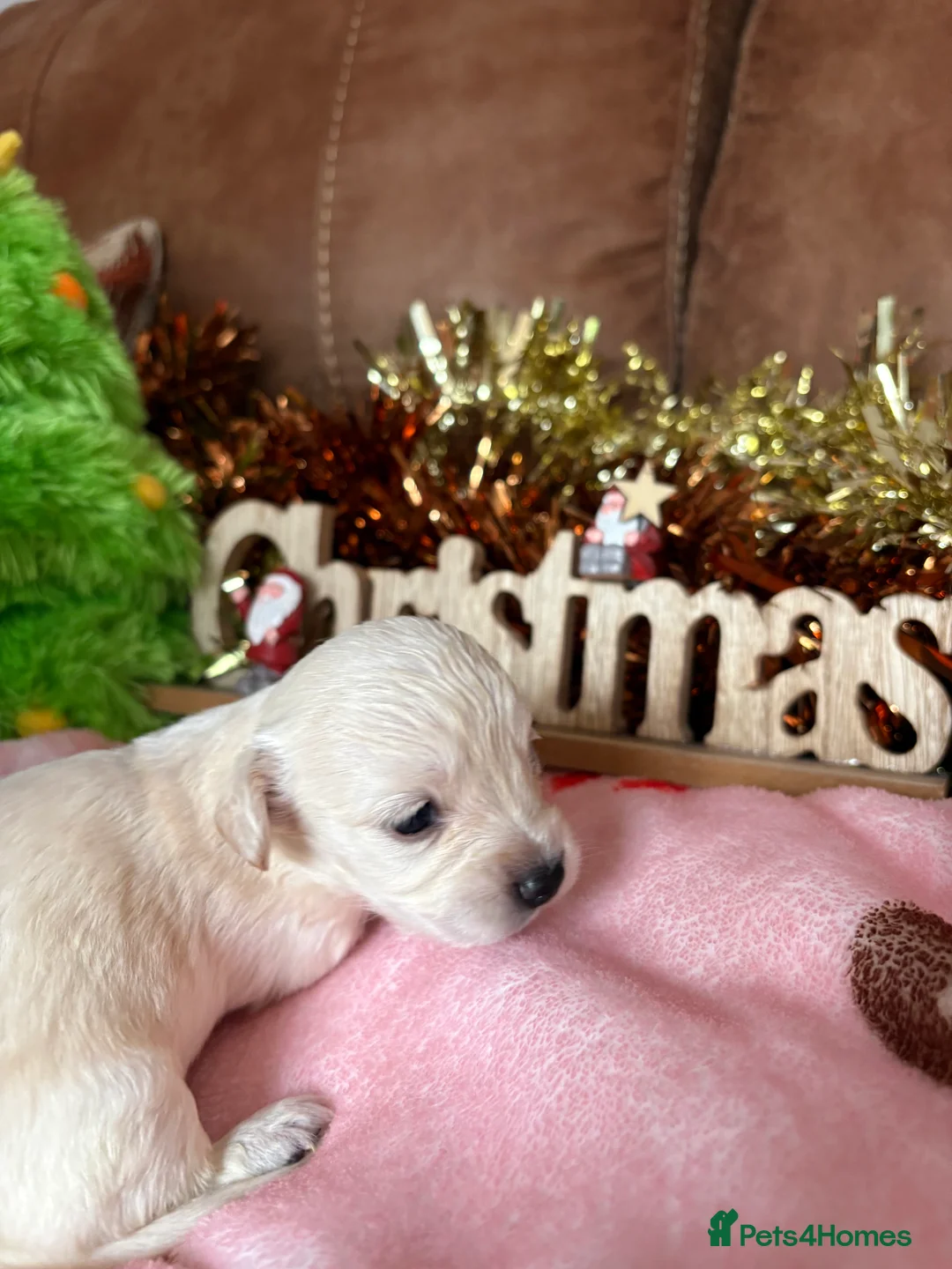 Cavapoo dogs for sale: Cavapoo puppies for sale  - Advert 24