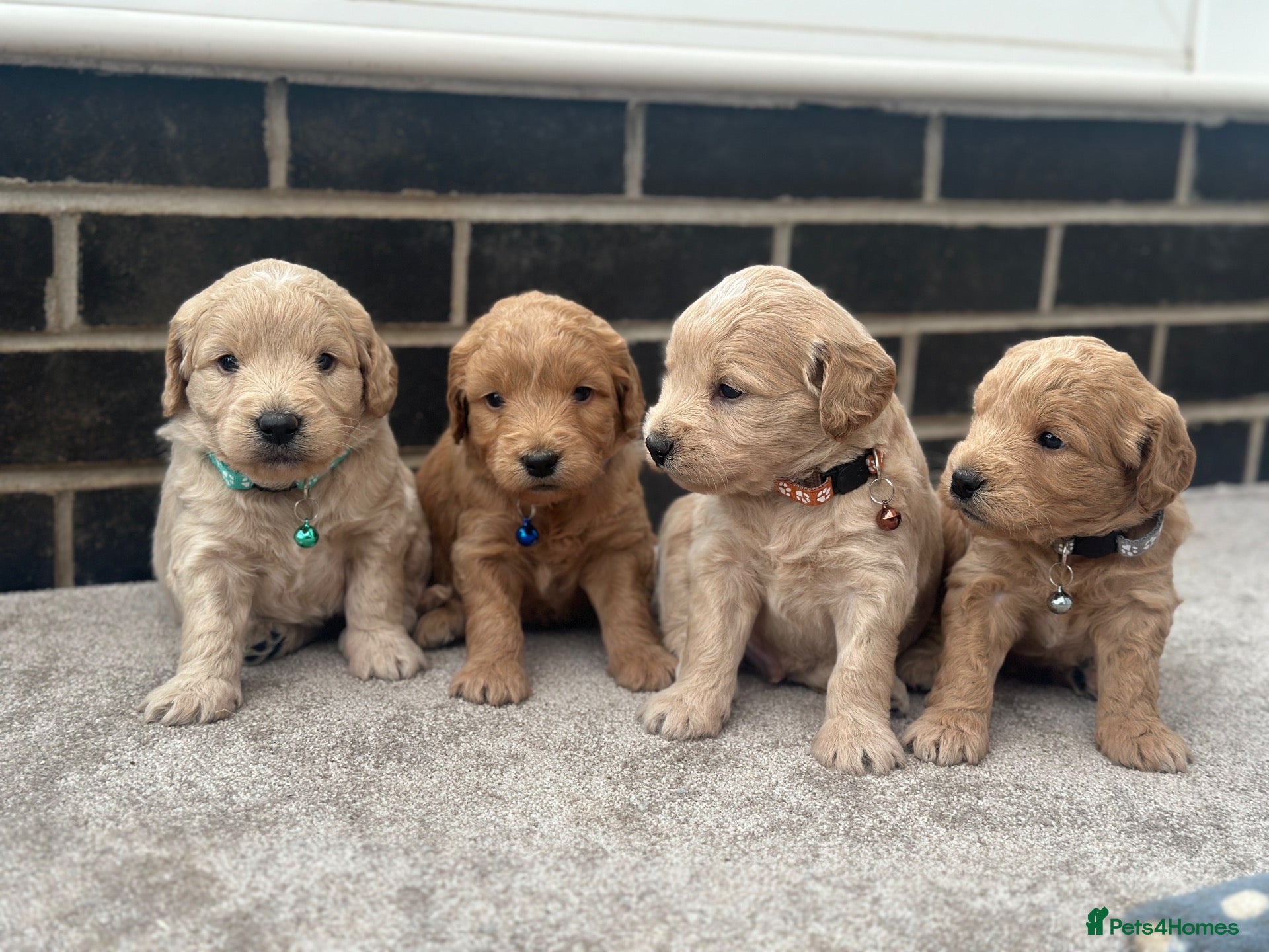 Mini Goldendoodle dogs Beautiful F1 Goldendoodles - Advert 2