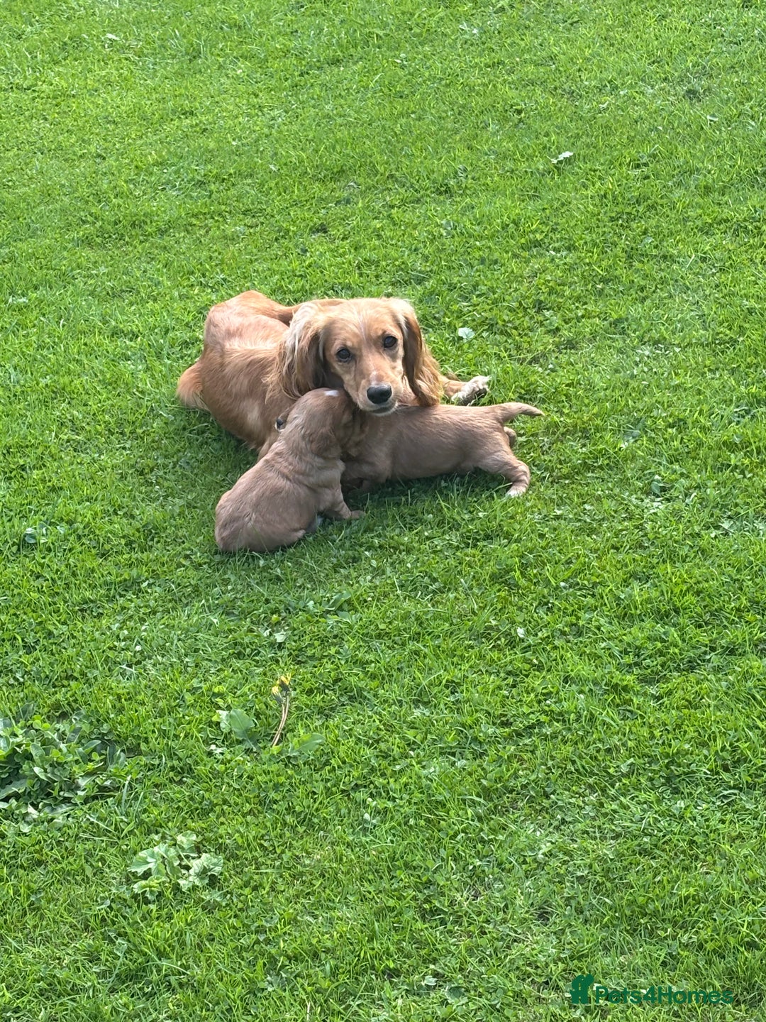 Cocker Spaniel dogs for sale: Cocker spaniel puppies for sale - Image 8