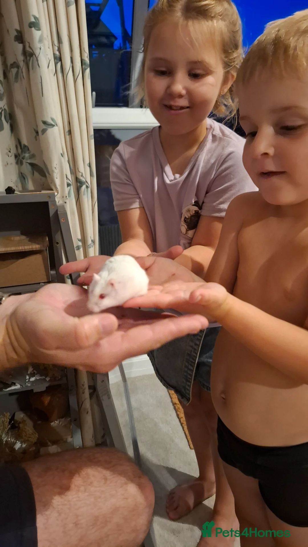 Hamster rodents for sale: Russian Dwaf Hamster in Haywards Heath - Advert 5