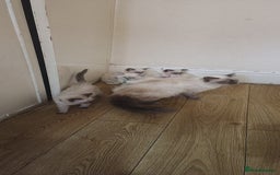 Ragdoll cats for sale: Finding new homes for 6 ragdoll kittens - Image 7