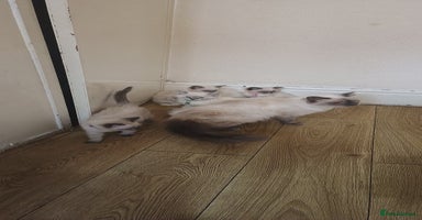 Ragdoll cats - Advert 1