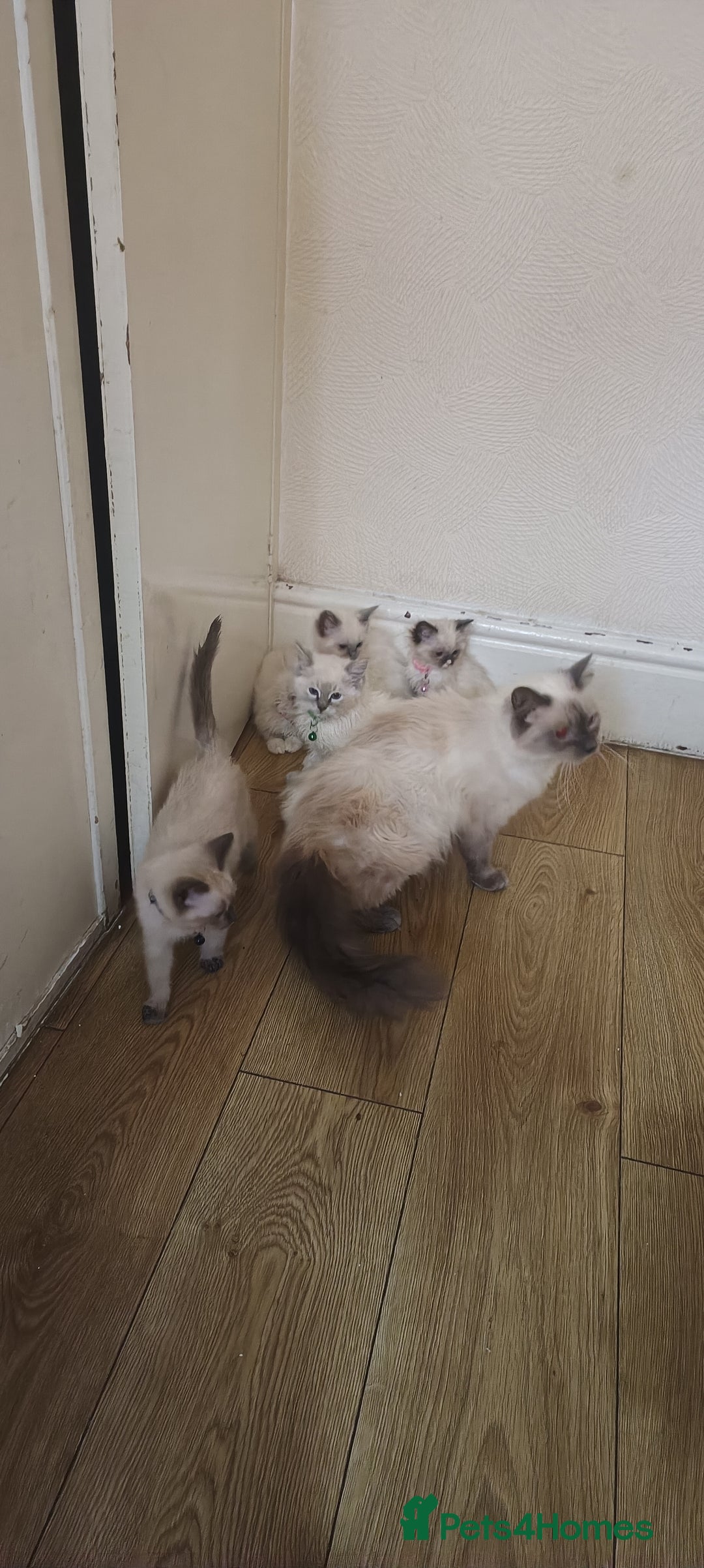 Ragdoll cats for sale: Finding new homes for 6 ragdoll kittens - Image 7