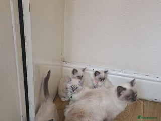 Ragdoll cats - Advert 4