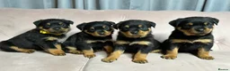 Rottweiler dogs for sale: Rottweiler puppies one boy & one girl left  - Advert 1