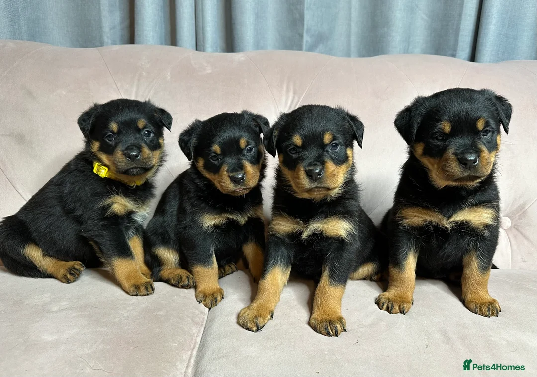 Rottweiler dogs for sale: Rottweiler puppies one boy & one girl left  - Advert 1