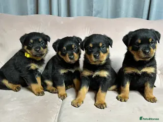 Rottweiler dogs Rottweiler puppies Ready in 3 weeks - Advert 1