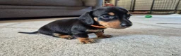 Miniature Dachshund dogs for sale: 4 x Beautiful miniature dachshunds  in Faringdon - Advert 12