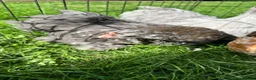 Chickens poultry for sale: Gorgeous Pekin chicks  - Advert 4