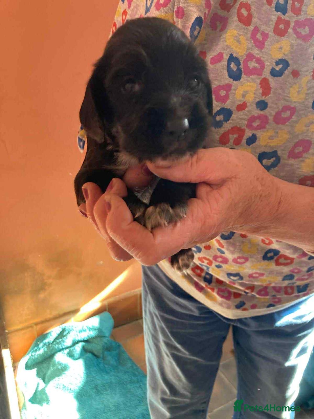 Sprocker dogs for sale: Sprocker Puppies - Image 7