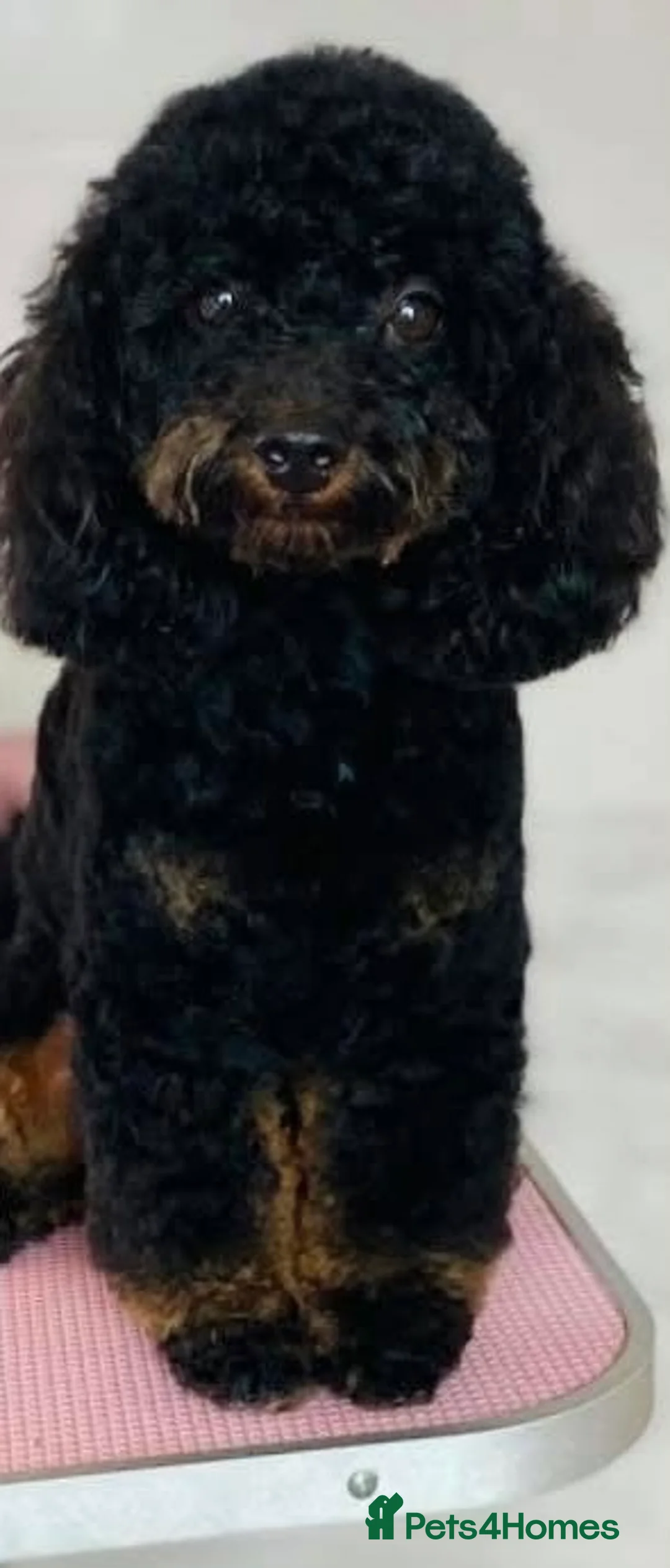 Shihpoo dogs for sale: Gorgeous shihpoo pups in Ellesmere Port - Advert 2