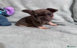 French Bulldog dogs for sale: 5 Male French Bulldog Puppies - Image 23