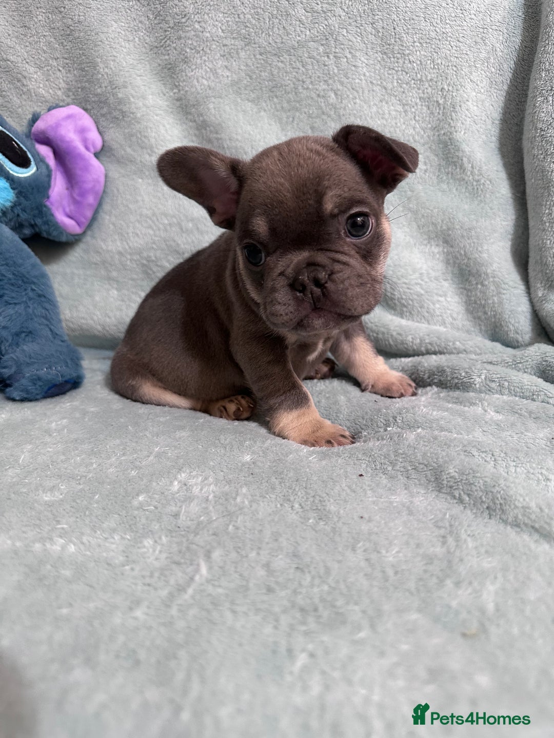French Bulldog dogs for sale: 5 Male French Bulldog Puppies - Image 23