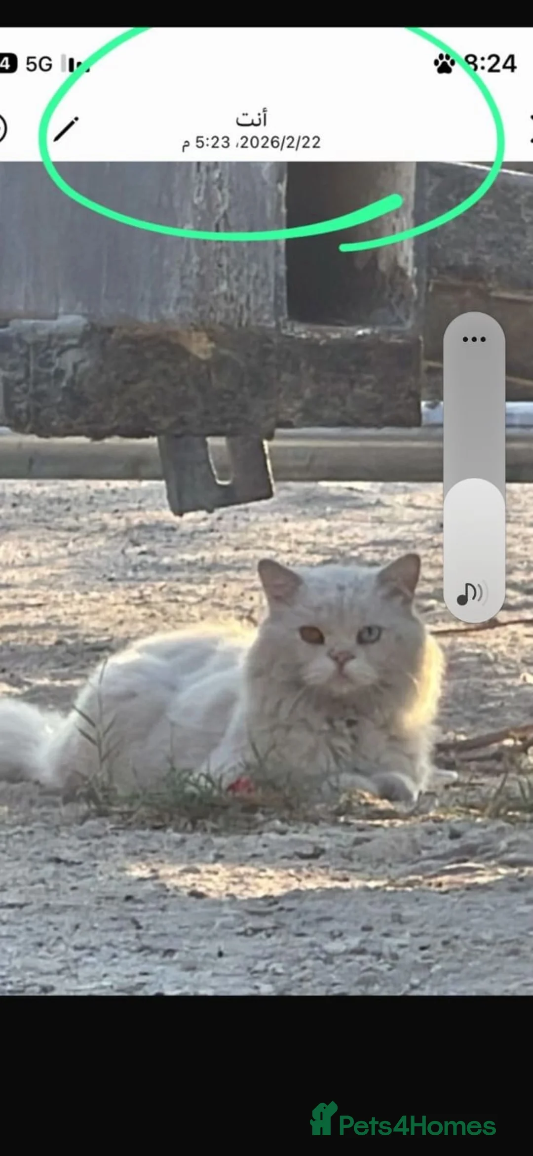 Mixed Breed cats for adoption: Poirot  - Advert 1