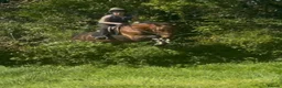 Belgian Warmblood horses for sale: Todd - Quality Allrounder gelding  - Advert 6