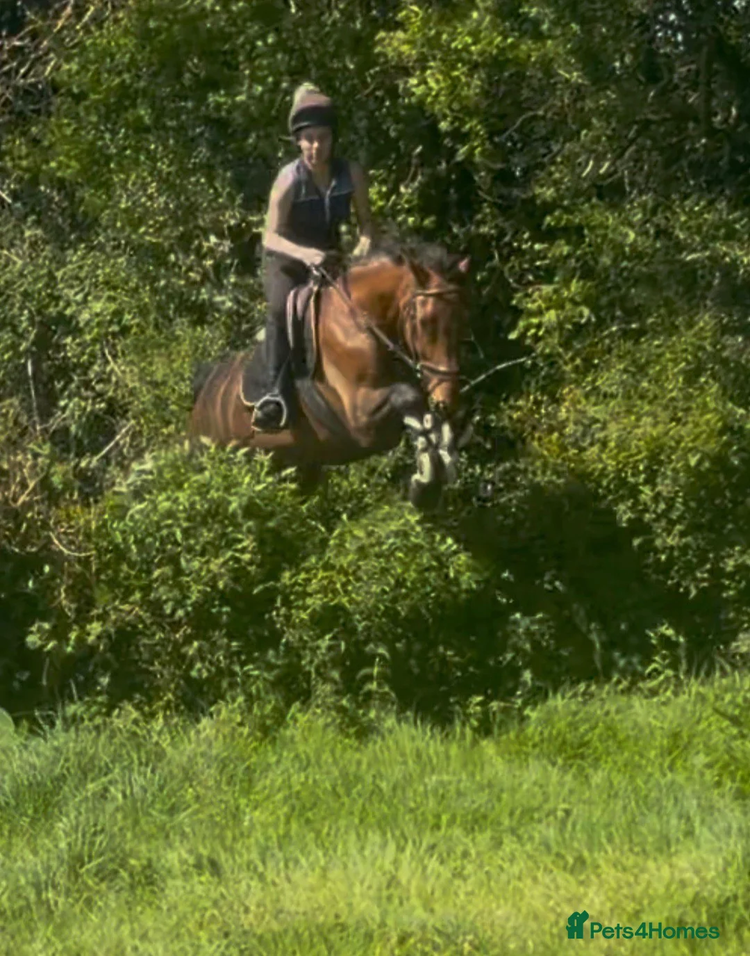Belgian Warmblood horses for sale: Todd - Quality Allrounder gelding  - Advert 6