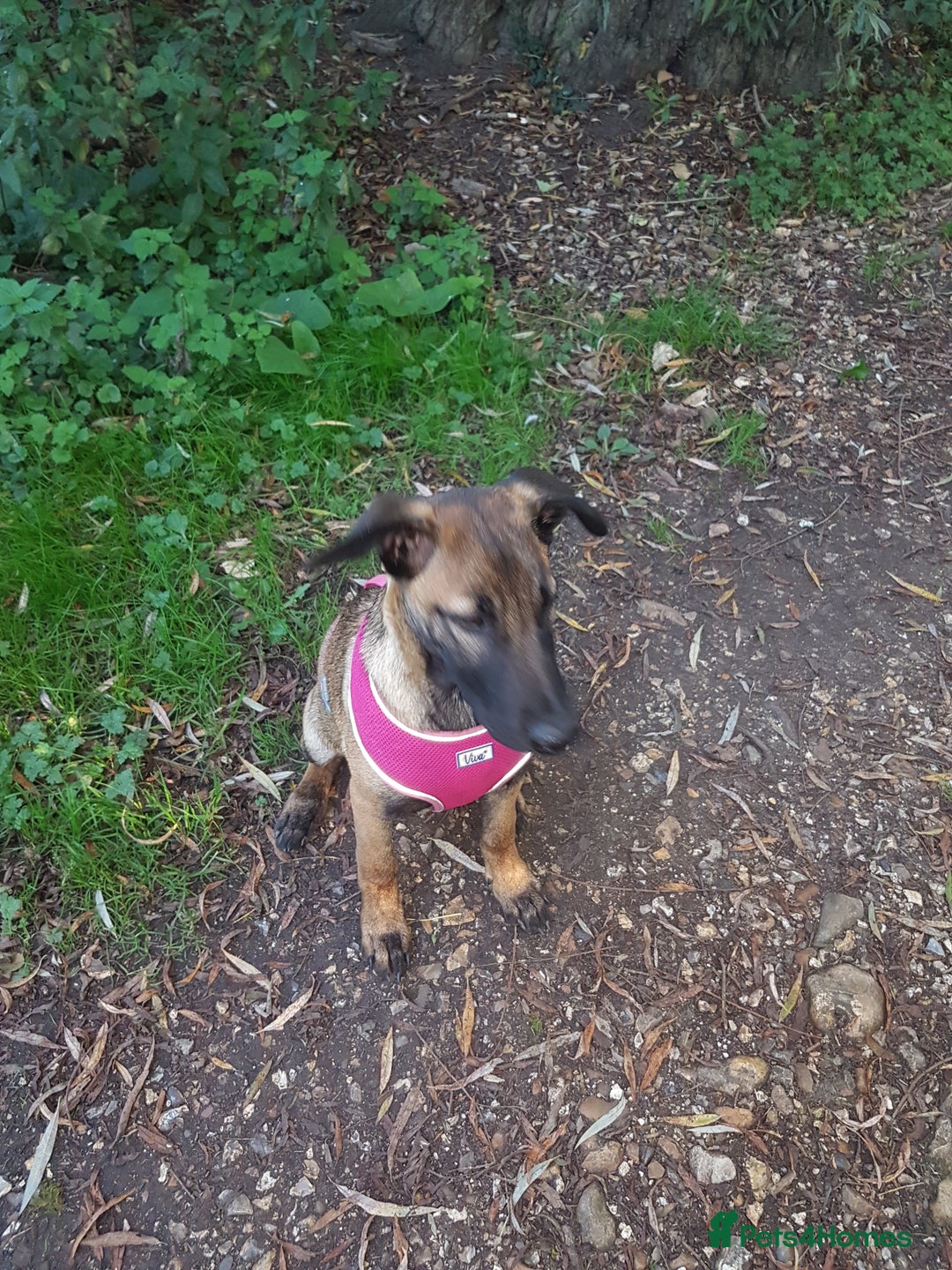 Belgian Shepherd Dog dogs for sale: Belgium malinois 5mnths. - Image 5