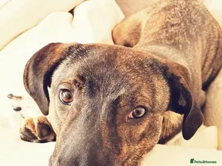 Mixed Breed dogs Haribo - Sweetest dog looking for forever home. - Advert 12