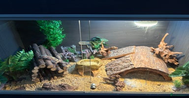 Leopard Gecko reptiles - Advert 8