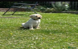 Labrador Retriever dogs for sale: 9 KC Registered White/Yellow Labrador puppies in Prestatyn - Image 2