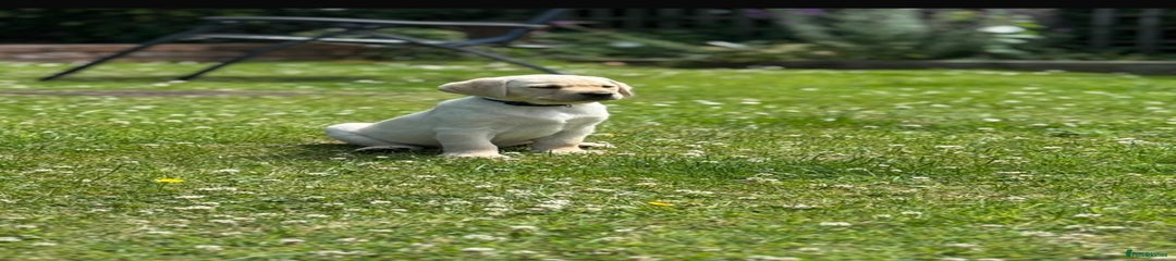 Labrador Retriever Puppy 3