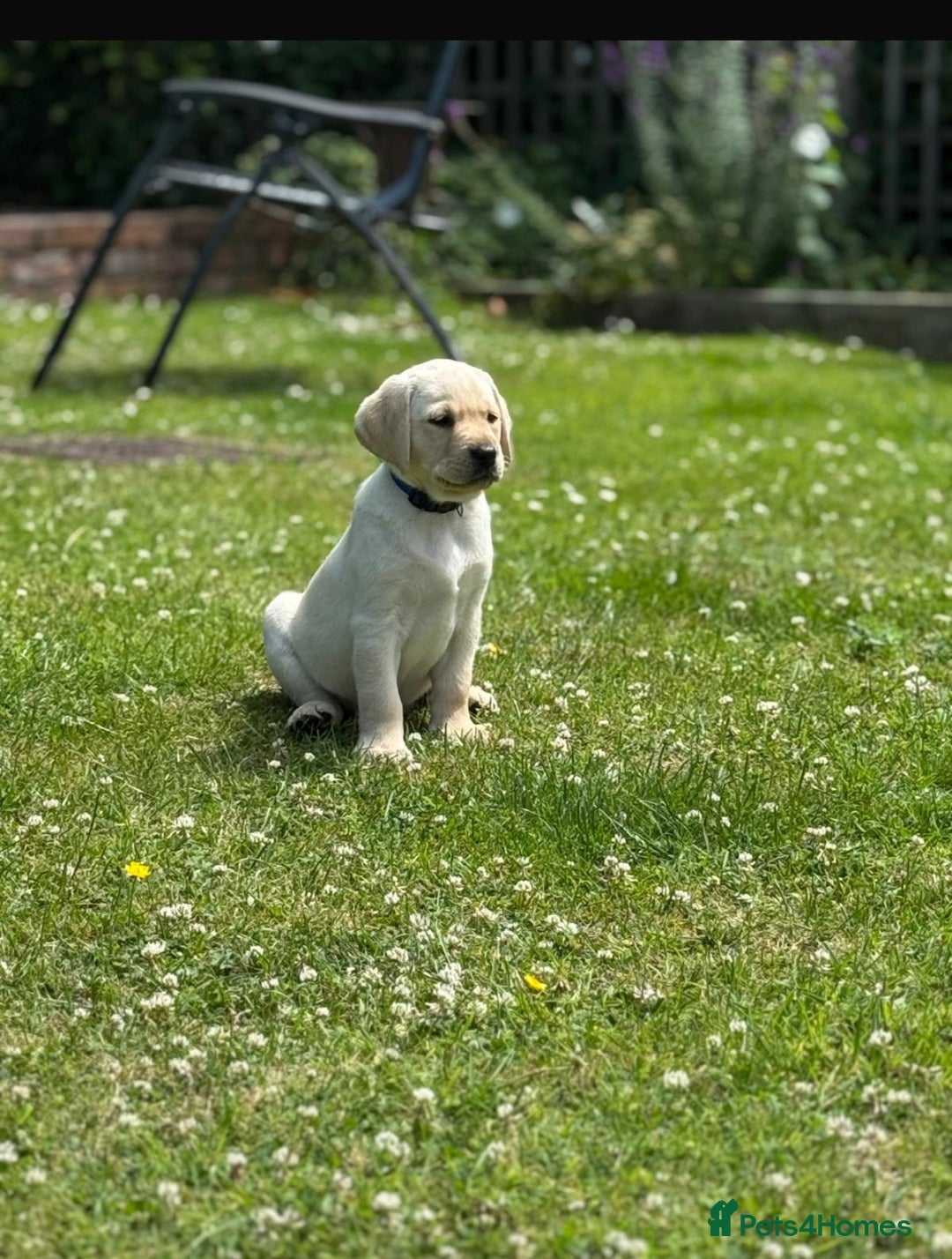 Labrador Retriever dogs for sale: 9 KC Registered White/Yellow Labrador puppies in Prestatyn - Image 2