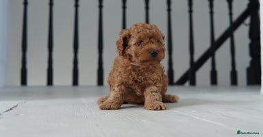Cavapoo dogs - Advert 5
