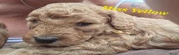 Cavapoo dogs for sale: LAST FOX RED GORGEOUS GIRL AVAILABLE NOW - Advert 6