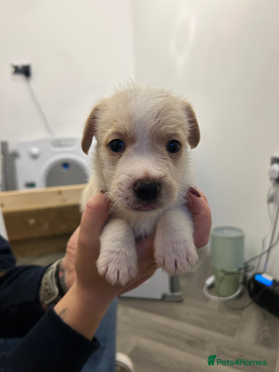 Jack Russell dogs for sale: Beautiful Jack Russell Pups 1 boy/ 1 girl  - Image 2