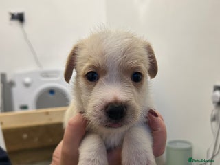 Jack Russell dogs - Advert 5