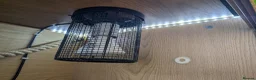 Python Snake reptiles for sale: Spinner Blast Ball Python  in Orpington - Advert 7