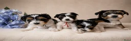 Yorkshire Terrier dogs for sale: Purebred 4 Generation Puppies - Advert 1