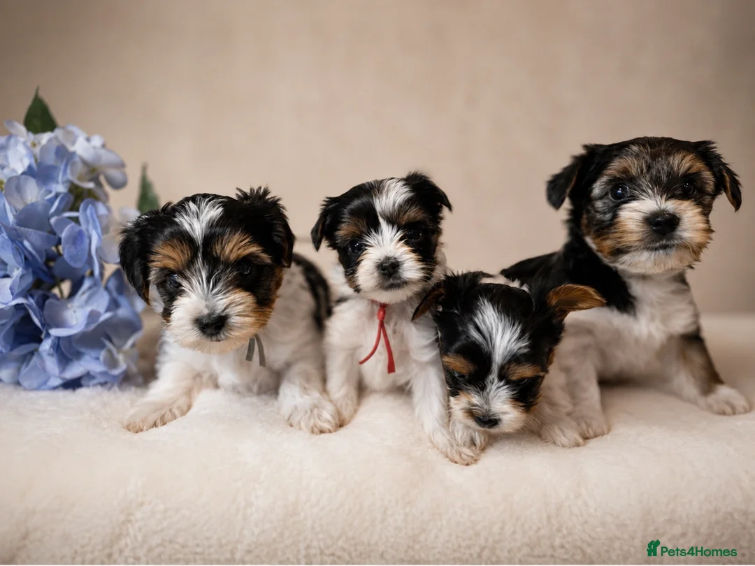 Yorkshire Terrier dogs for sale: Purebred 4 Generation Puppies - Advert 1