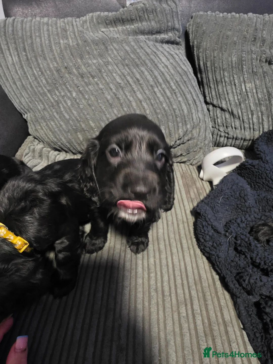 Cocker Spaniel dogs for sale: 5 cocker spaniels puppys in Guildford - Advert 6