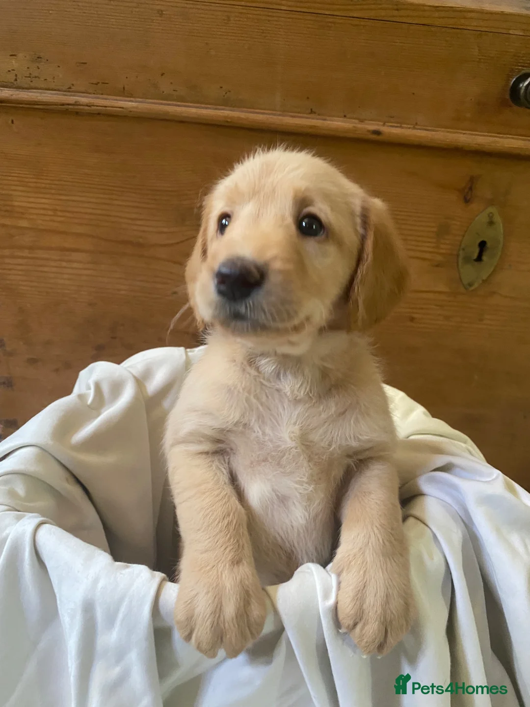 Labradoodle dogs for sale: Miniature Labradoodle  - Advert 1