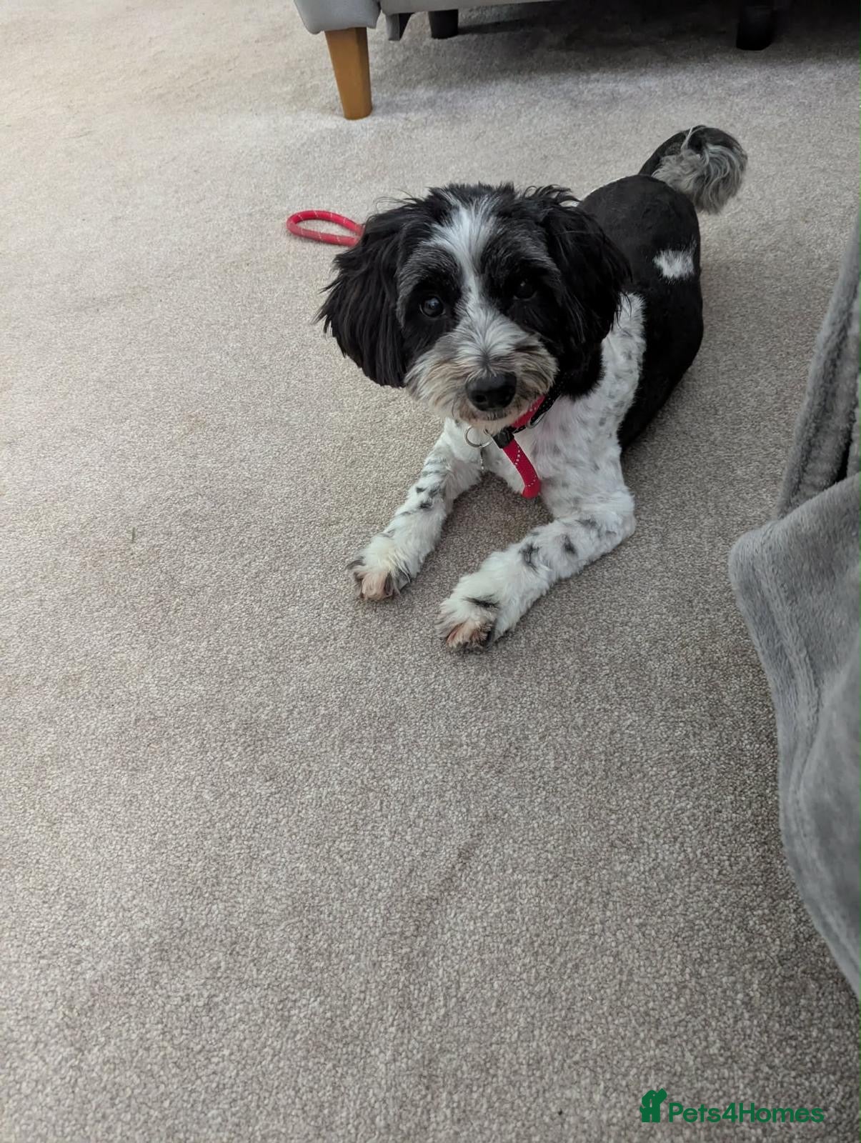 Mixed Breed dogs Luigi 💚 - Advert 2