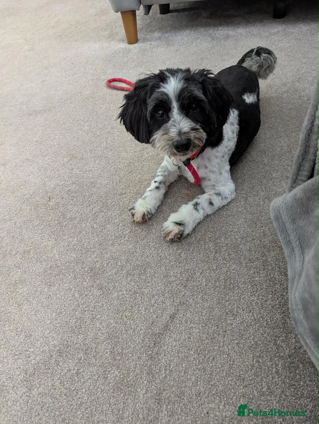 Mixed Breed dogs for adoption: Luigi 💚 in Swindon - Advert 1
